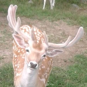 Meet your Posher, Mason